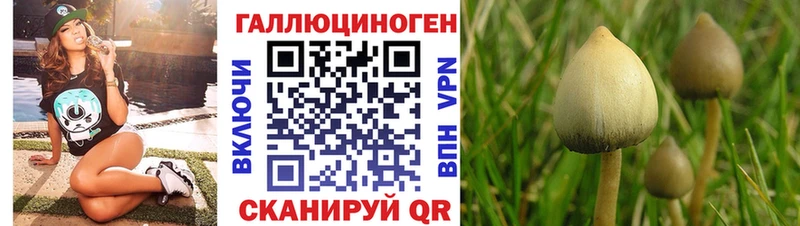 Купить где  Починок  Галлюциногенные грибы GOLDEN TEACHER 